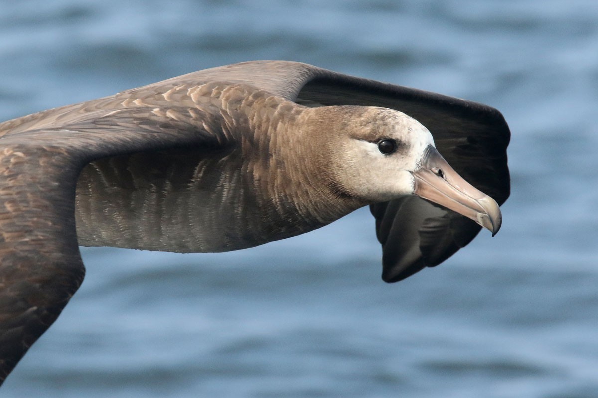 Black-footed Albatross - Noah Strycker