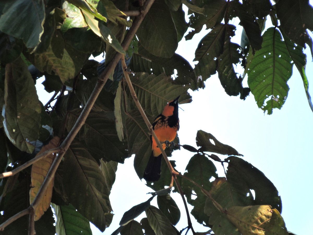 Spot-breasted Oriole - ML111072671
