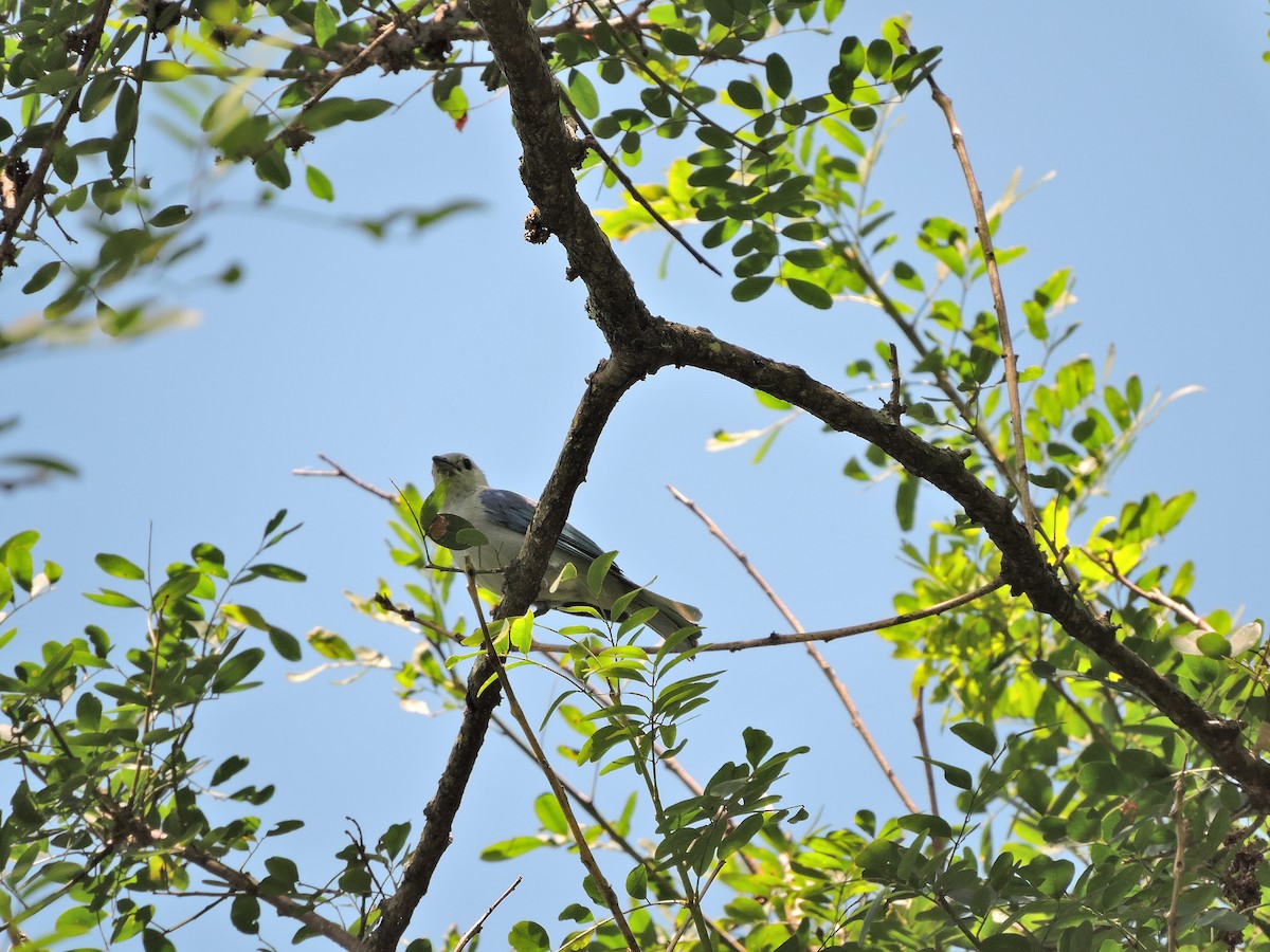 Blue-gray Tanager - ML111073091