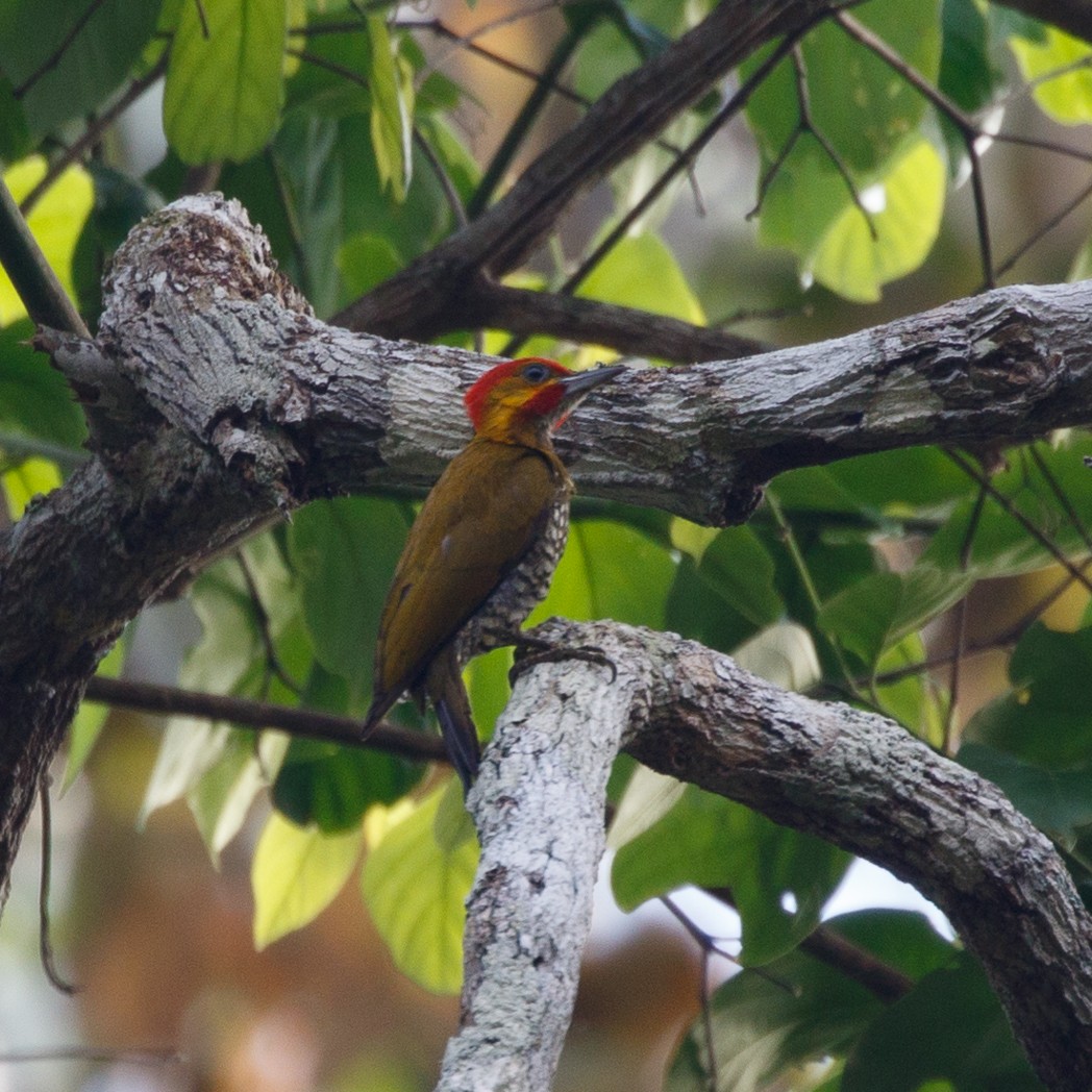 White-throated Woodpecker - Silvia Faustino Linhares