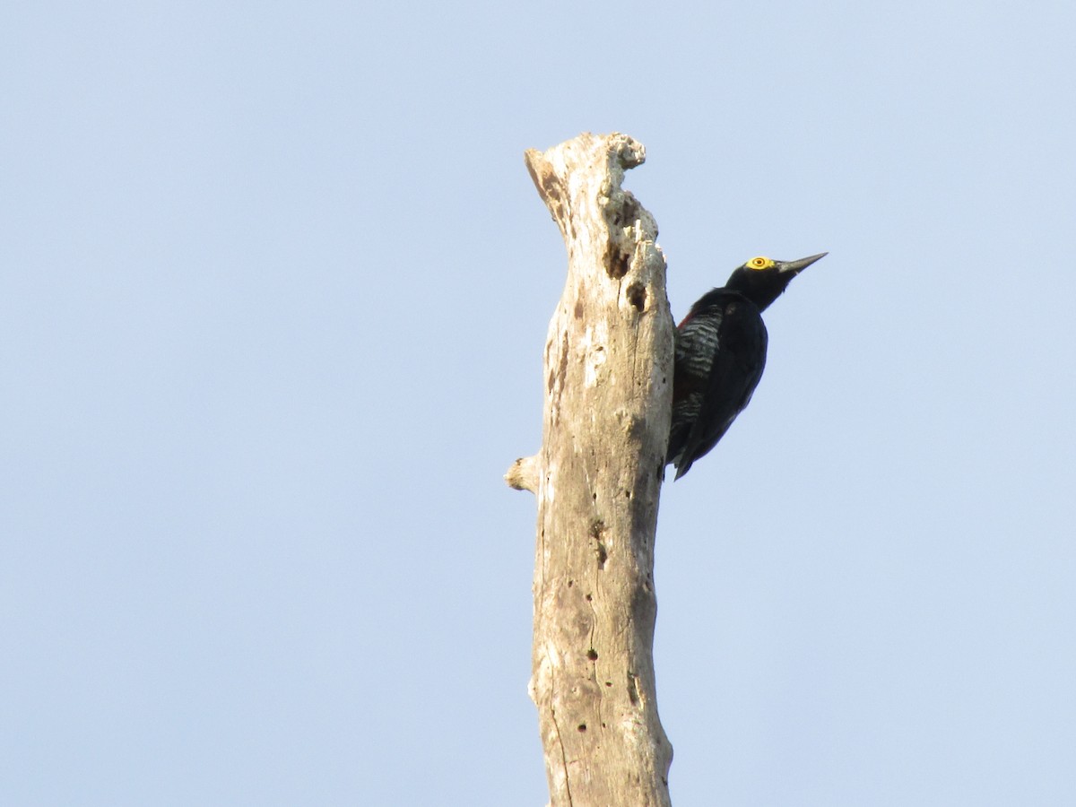 Yellow-tufted Woodpecker - ML111077601