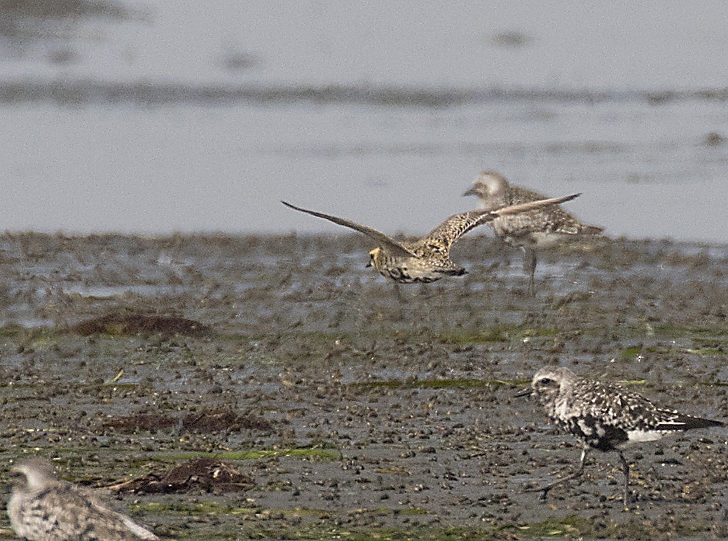 Pacific Golden-Plover - Peter Candido