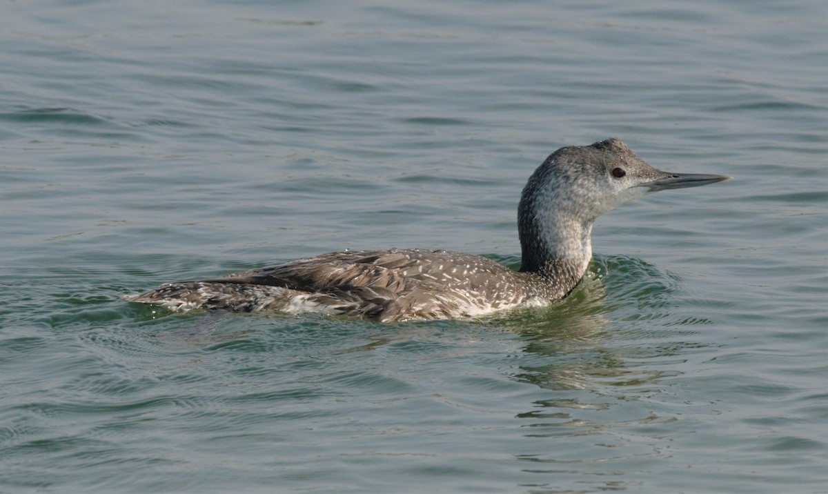 Red-throated Loon - Frederick Atwood