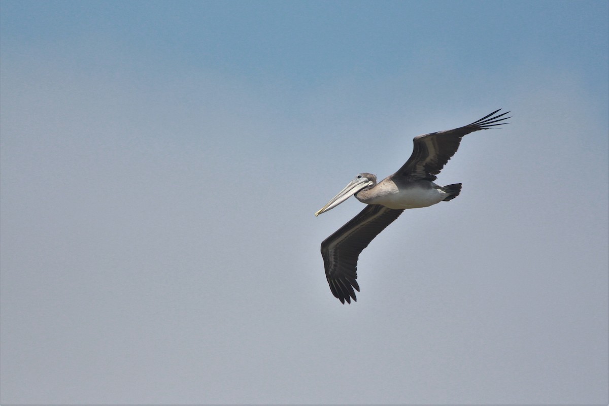 pelikán hnědý (ssp. californicus) - ML111079221