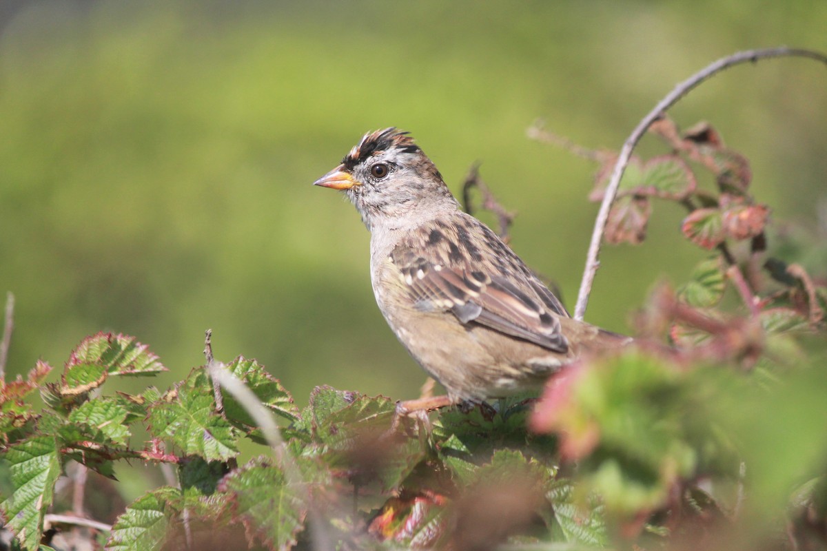 White-crowned Sparrow - ML111079301