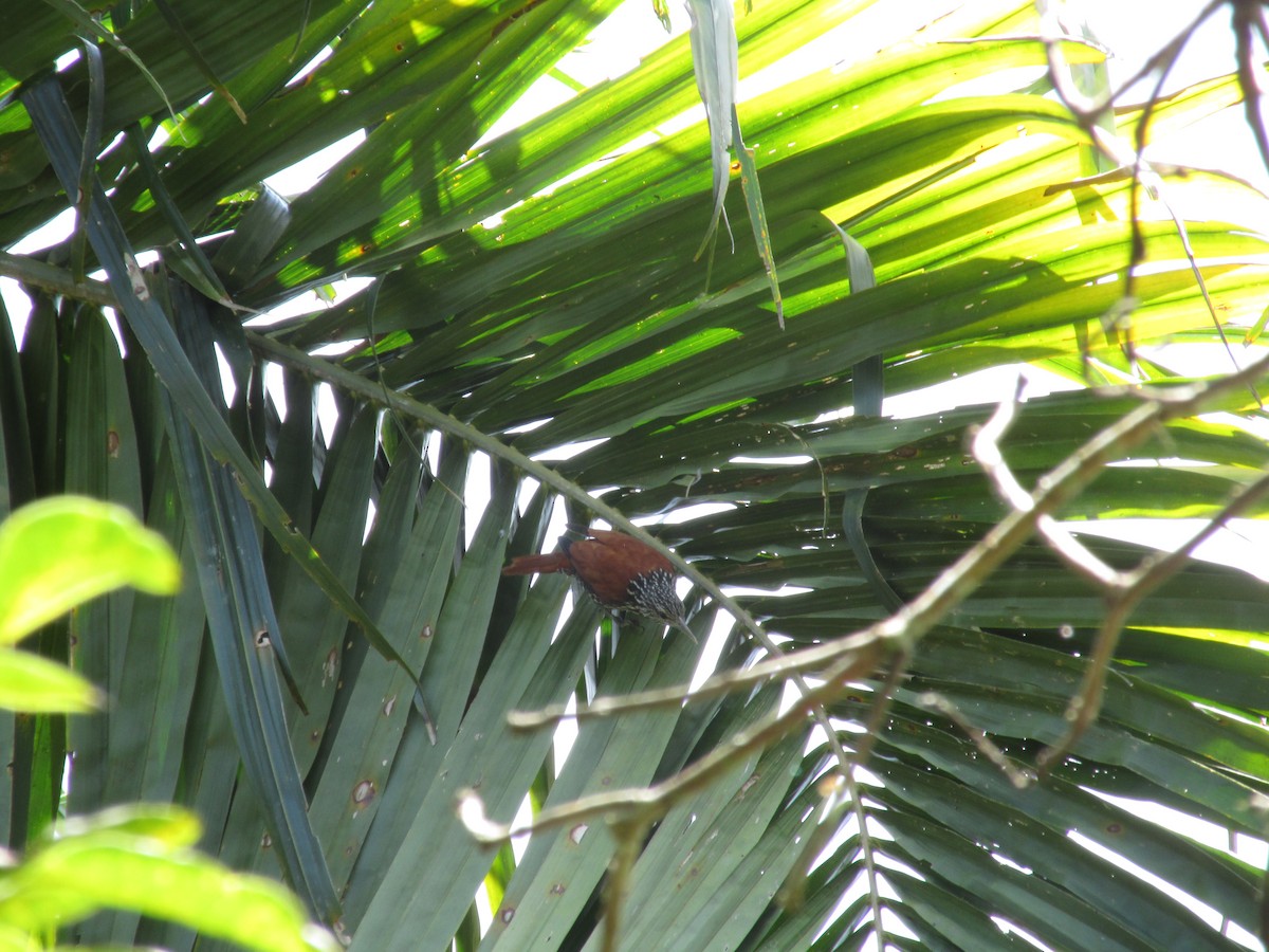 Point-tailed Palmcreeper - Mauricio Cuéllar-Ramírez