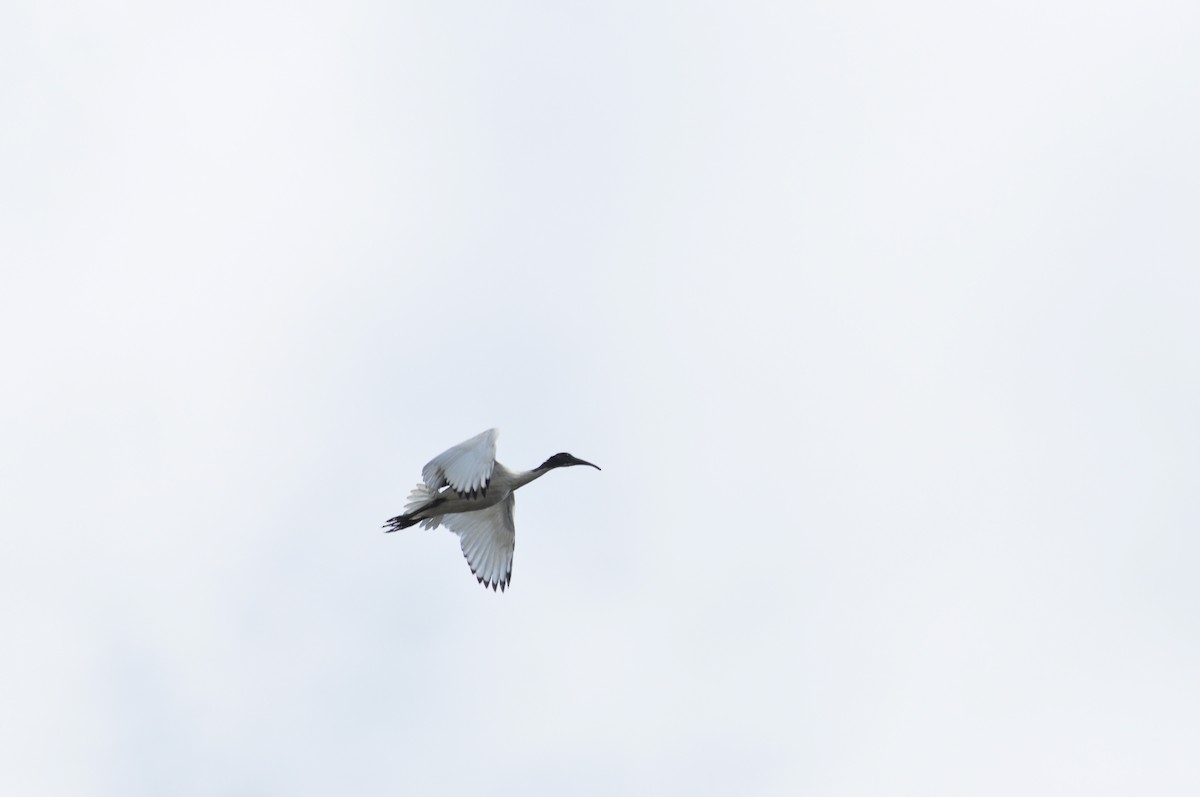 ibis australský - ML111079601