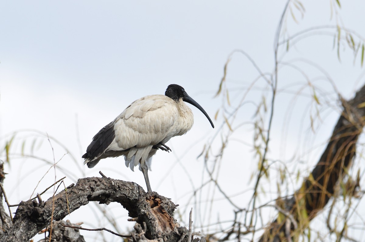 ibis australský - ML111079611