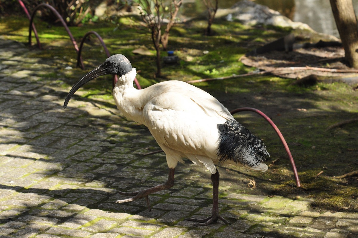 ibis australský - ML111079641