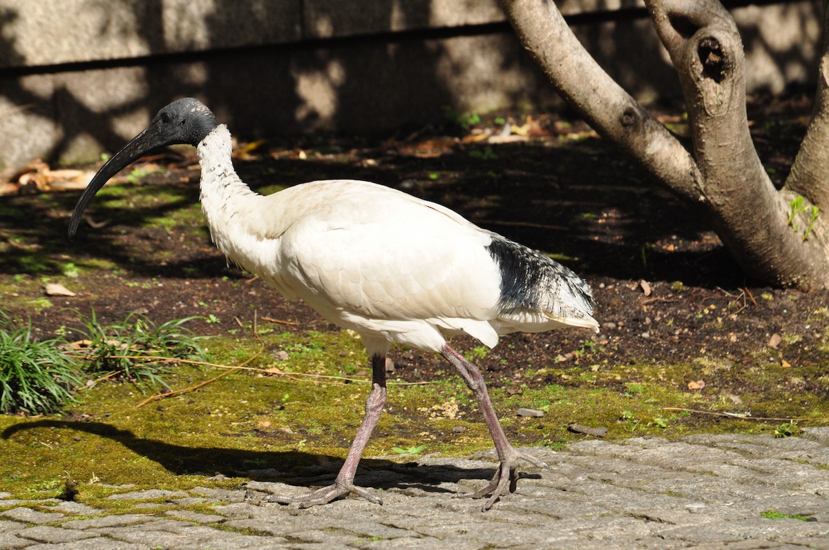 ibis australský - ML111079661