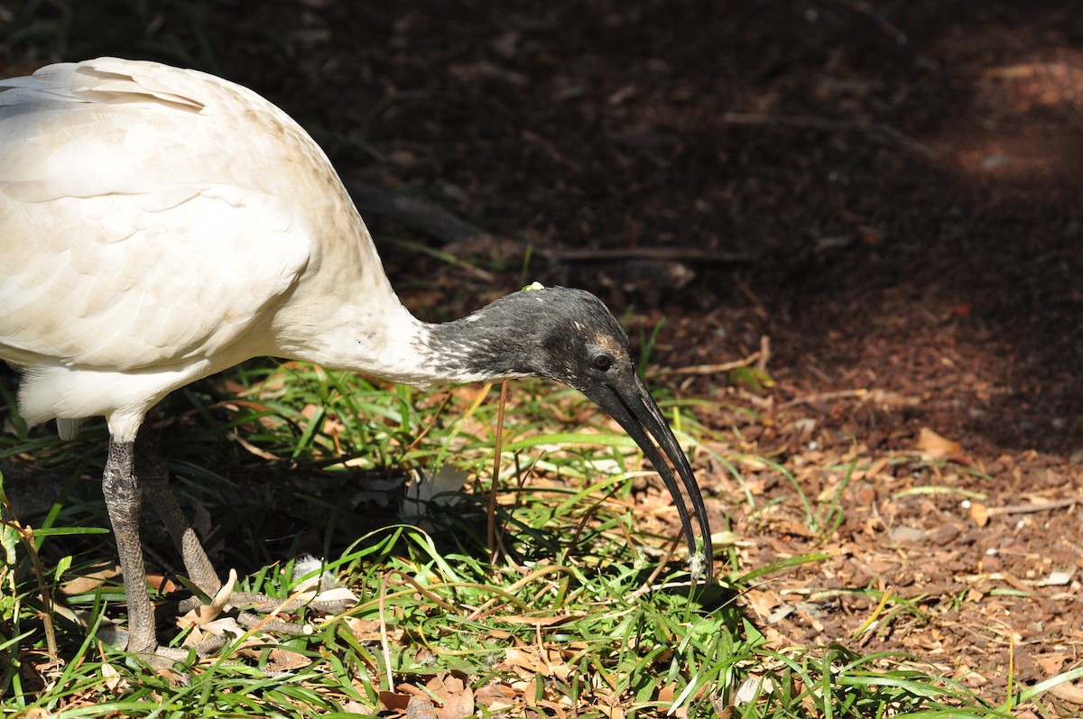 ibis australský - ML111079681