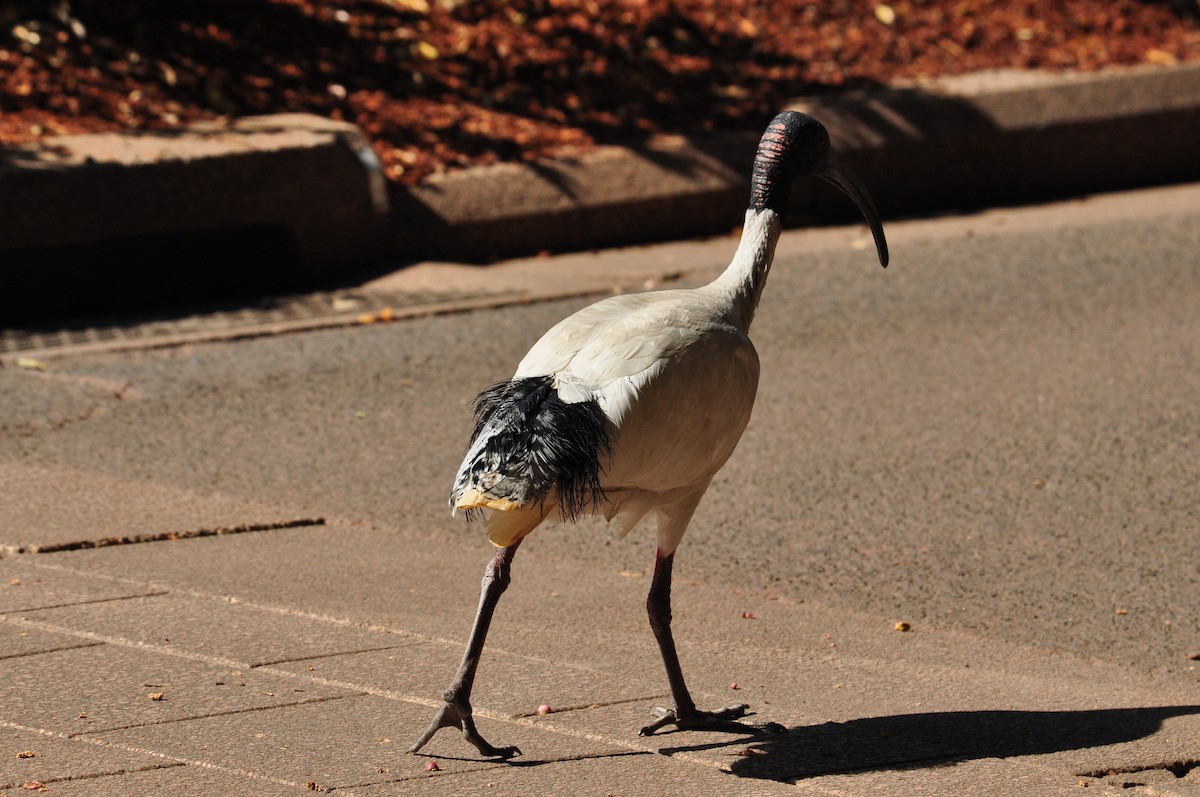 ibis australský - ML111079741