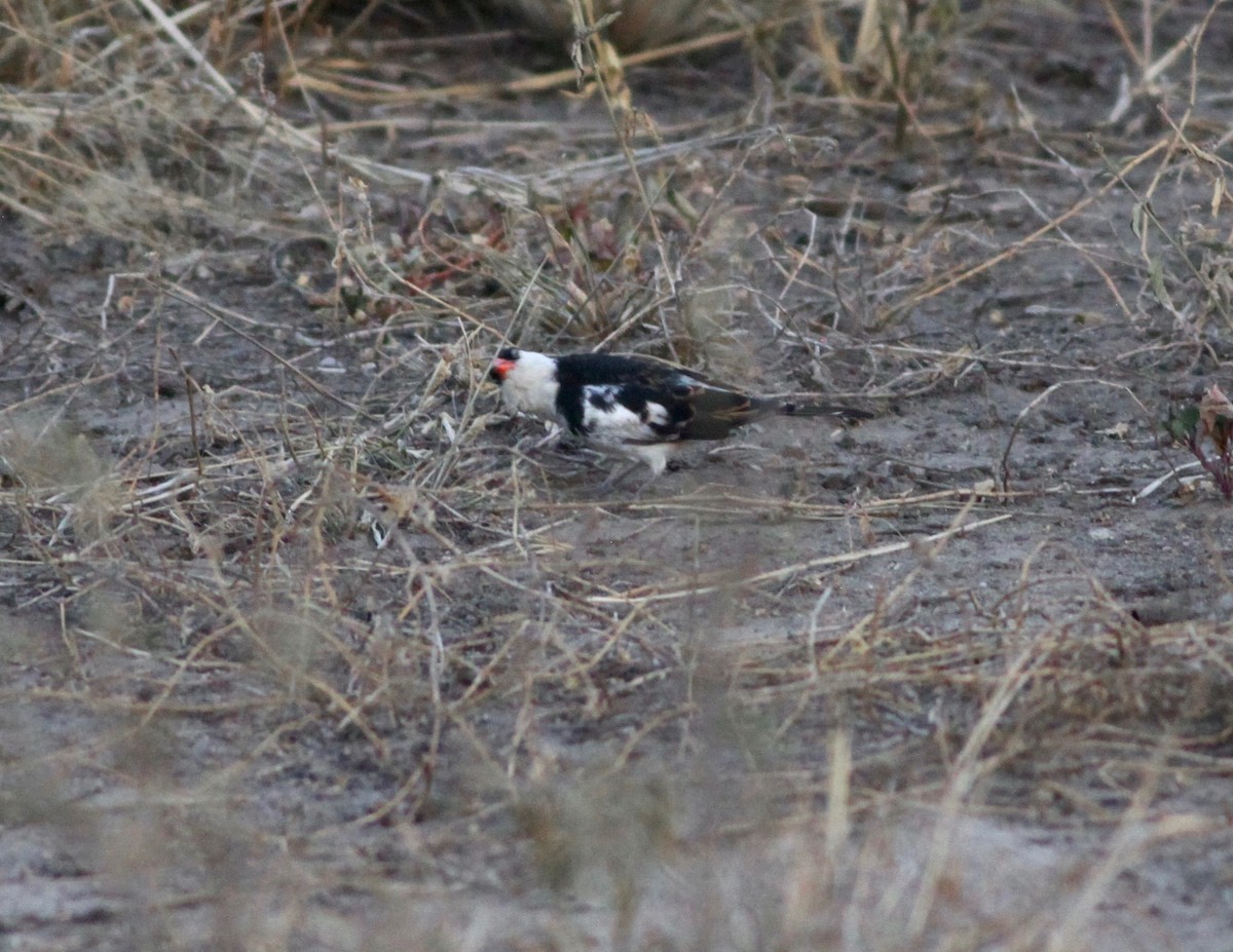 Pin-tailed Whydah - ML111080171