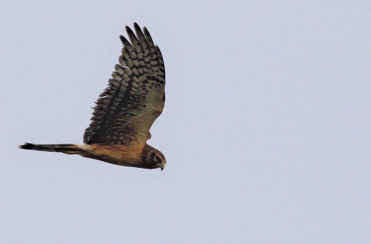 Northern Harrier - Frederick Atwood