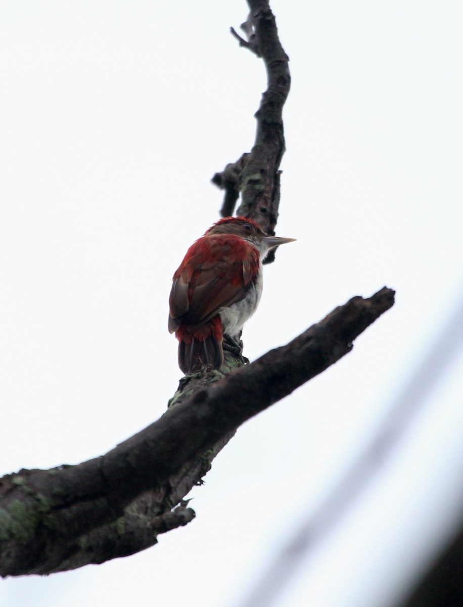 Scarlet-backed Woodpecker - John Drummond