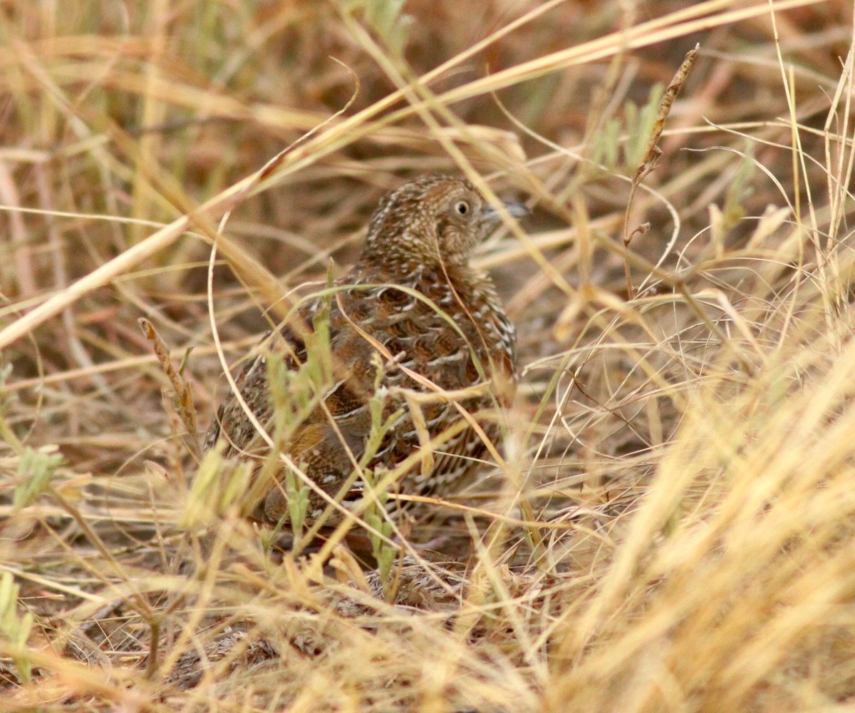 Small Buttonquail - Roger Clark