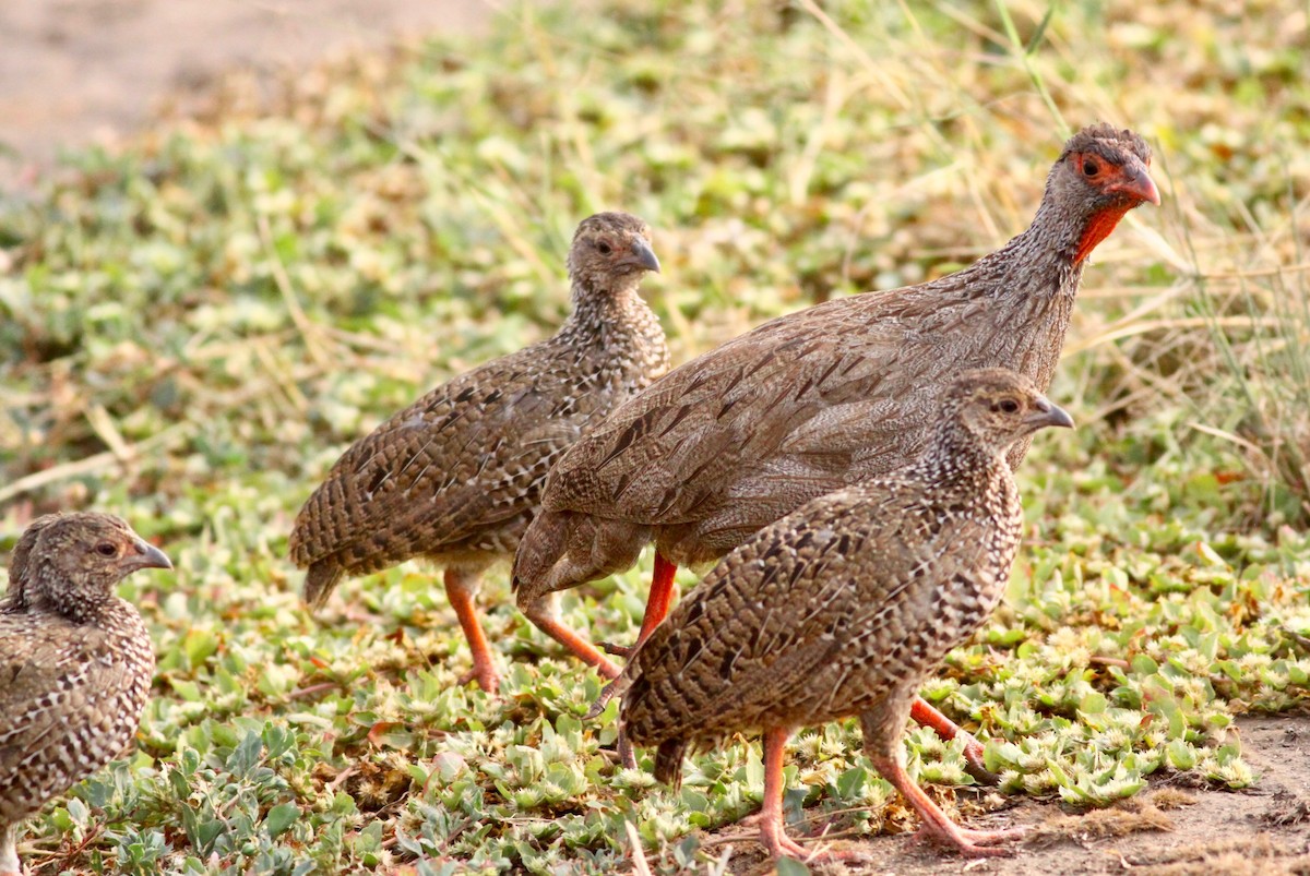 Red-necked Spurfowl (Cranch's) - Roger Clark