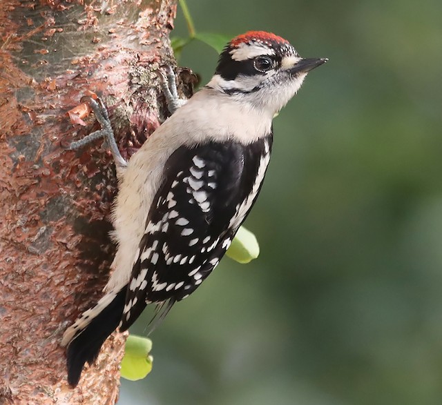 downy woodpecker juvenile