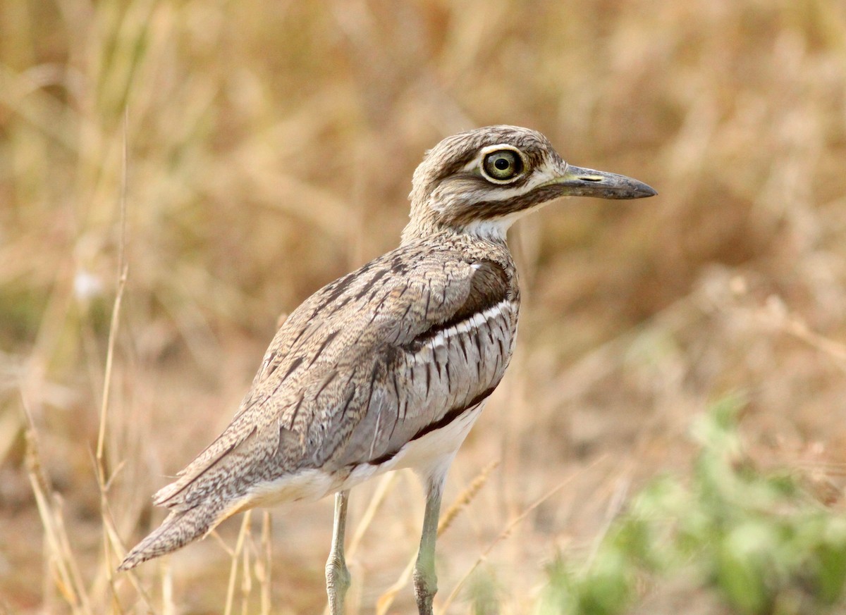 Water Thick-knee - Roger Clark