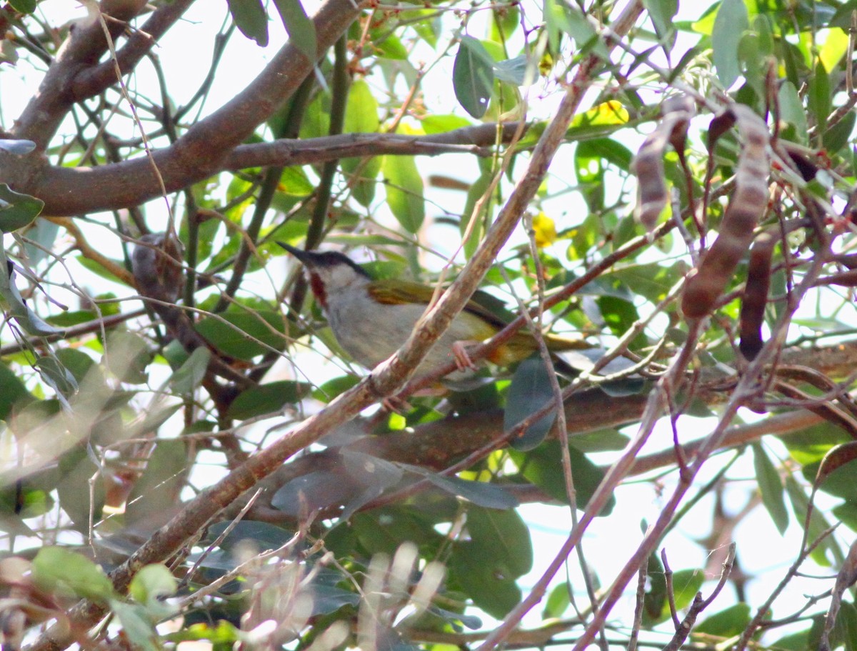 Gray-capped Warbler - ML111088891