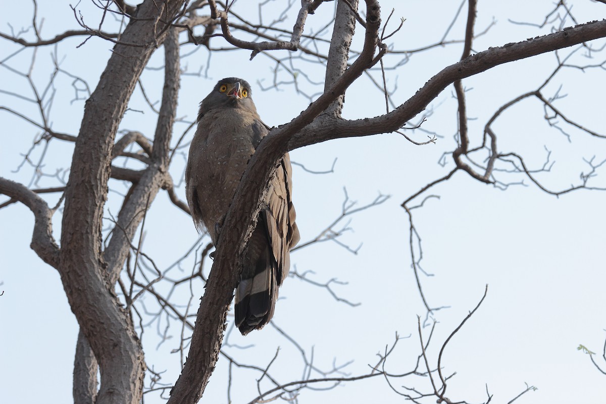 Crested Serpent-Eagle - Harshith JV