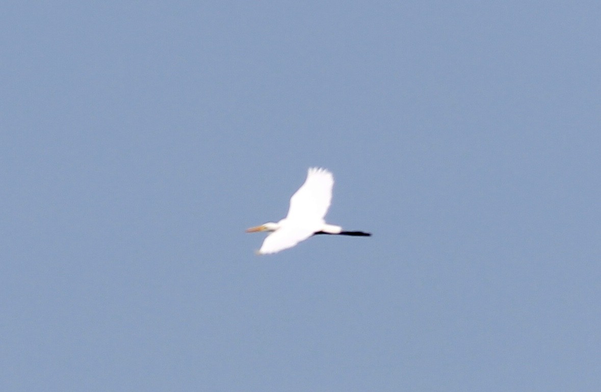 Great Egret - Kaia Colestock