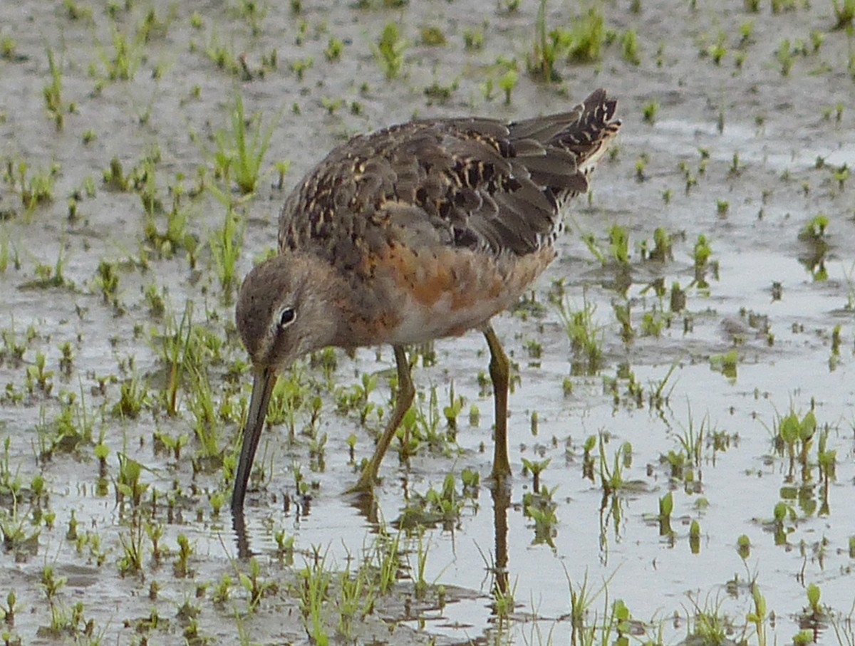 Long-billed Dowitcher - ML111093331