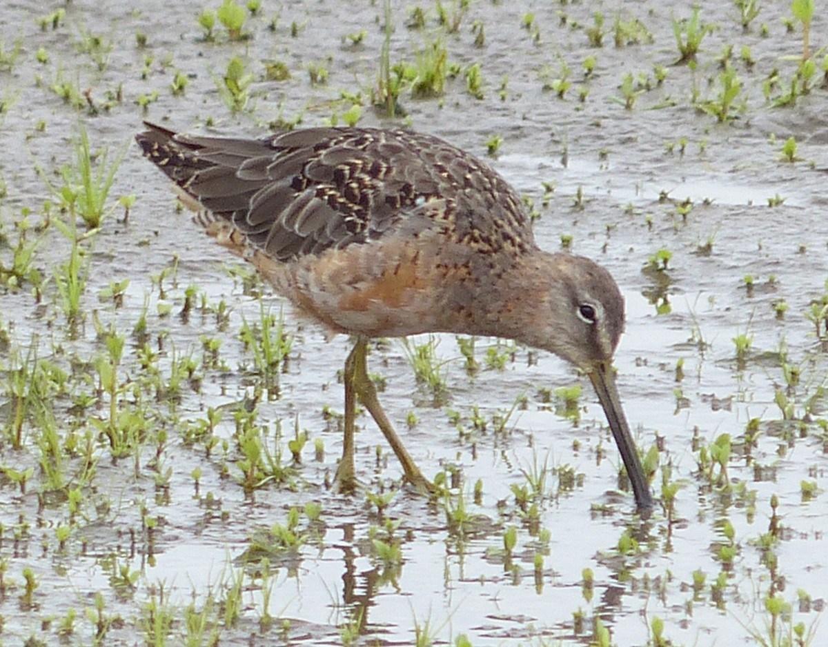 Long-billed Dowitcher - Andy Frank
