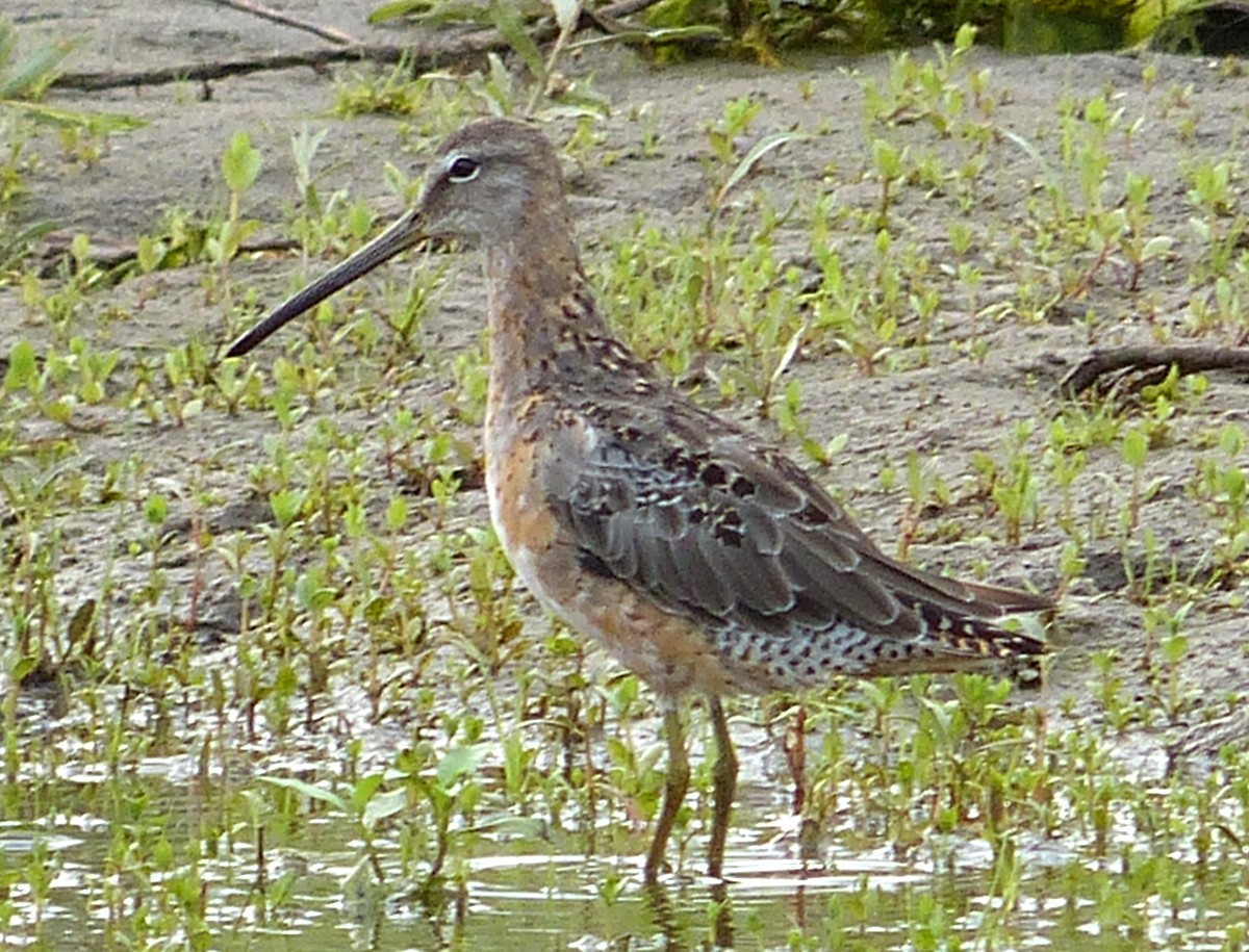Long-billed Dowitcher - ML111093351
