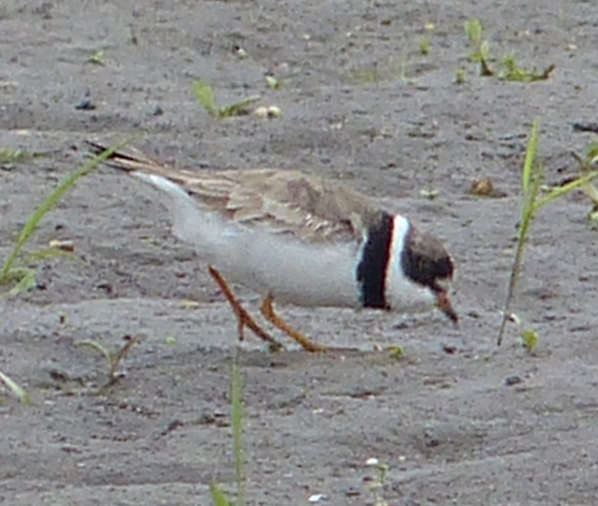 Semipalmated Plover - ML111093451