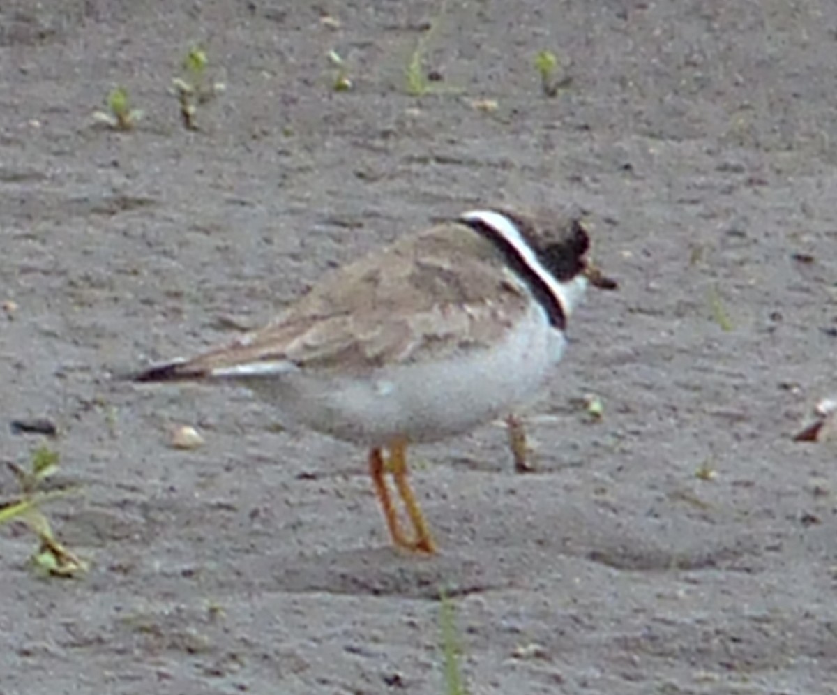 Semipalmated Plover - ML111093461