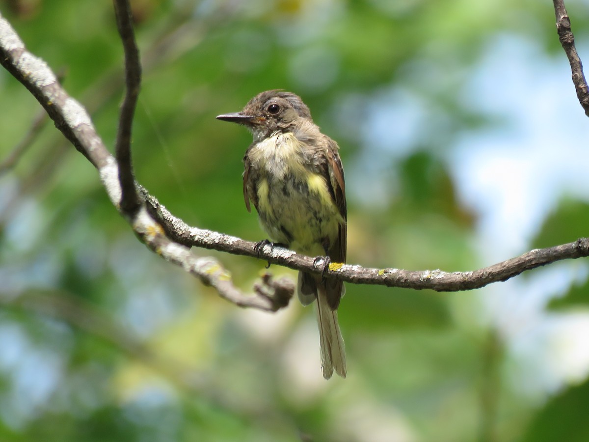 Great Crested Flycatcher - Kathy Carroll