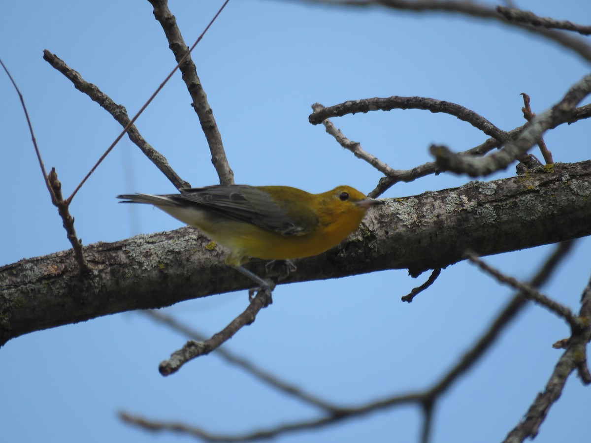 Prothonotary Warbler - ML111093771