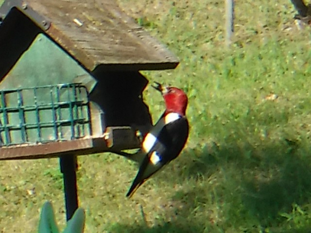 Red-headed Woodpecker - ML111093811
