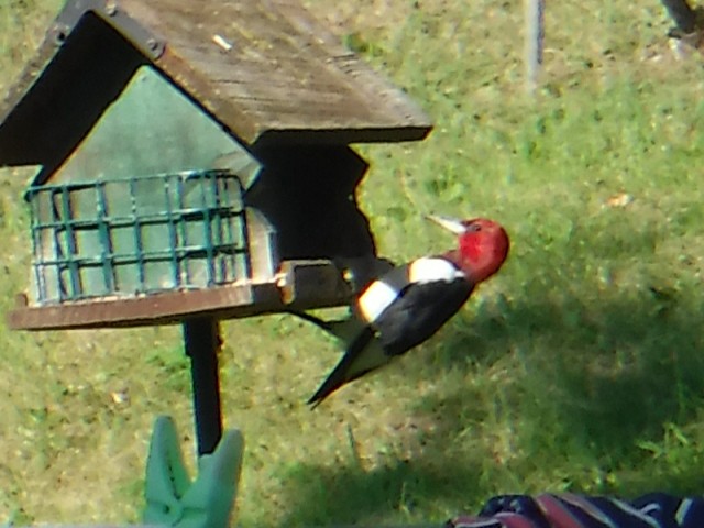 Red-headed Woodpecker - ML111093821