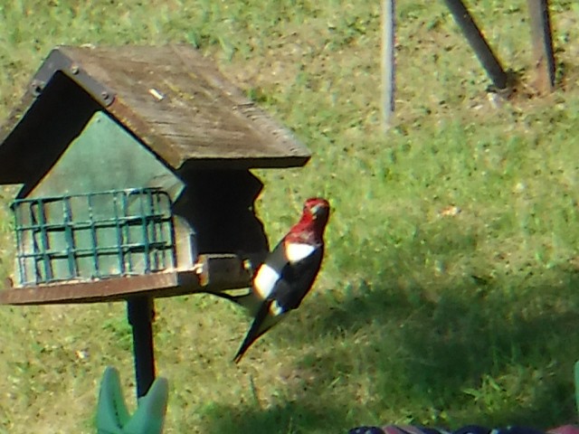 Red-headed Woodpecker - Dave Harrison