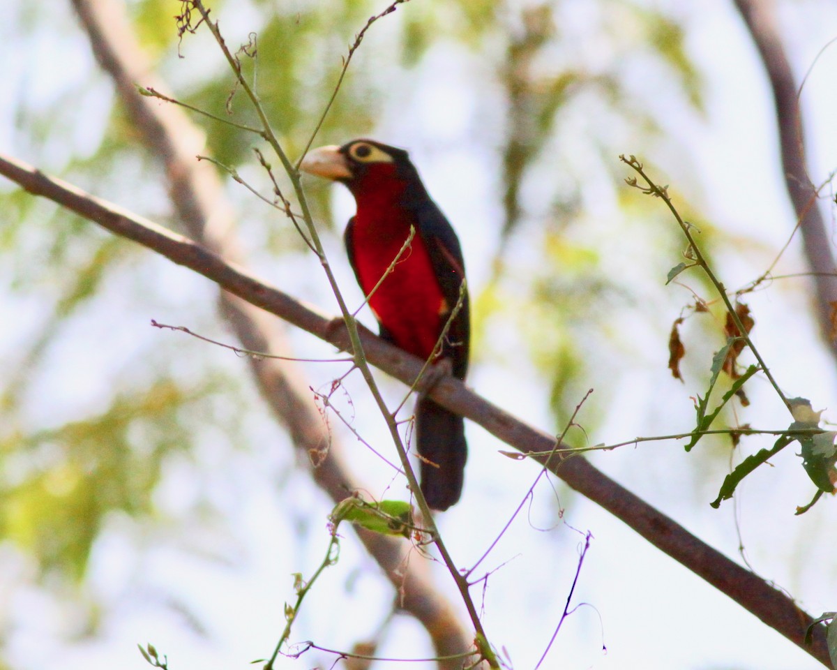 Double-toothed Barbet - ML111094791