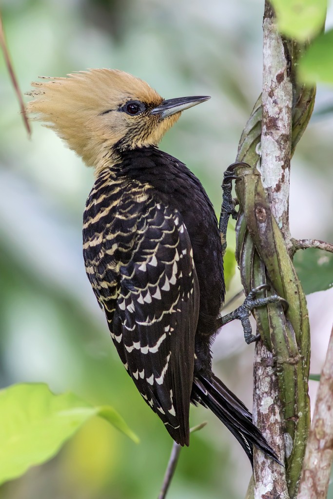 Blond-crested Woodpecker - Marcelo Feliti