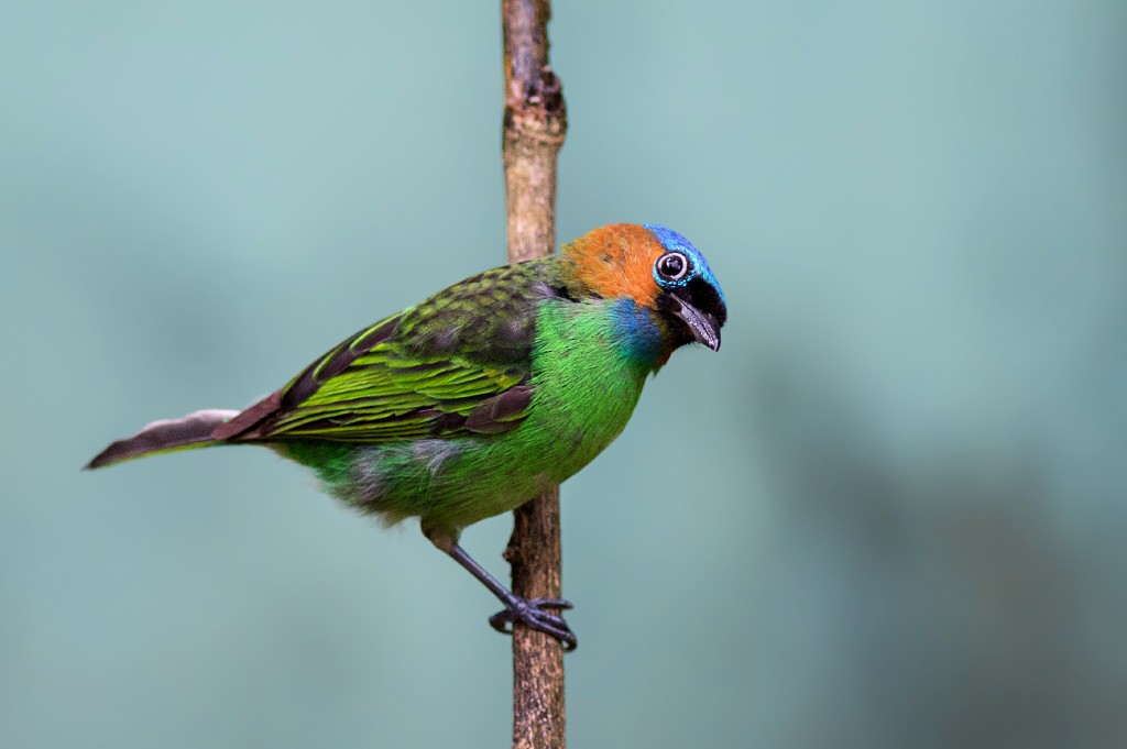 Red-necked Tanager - ML111097901