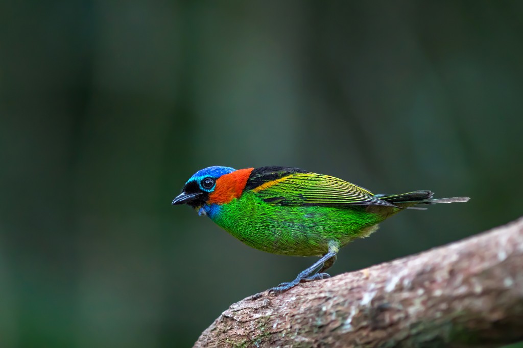 Red-necked Tanager - ML111097911
