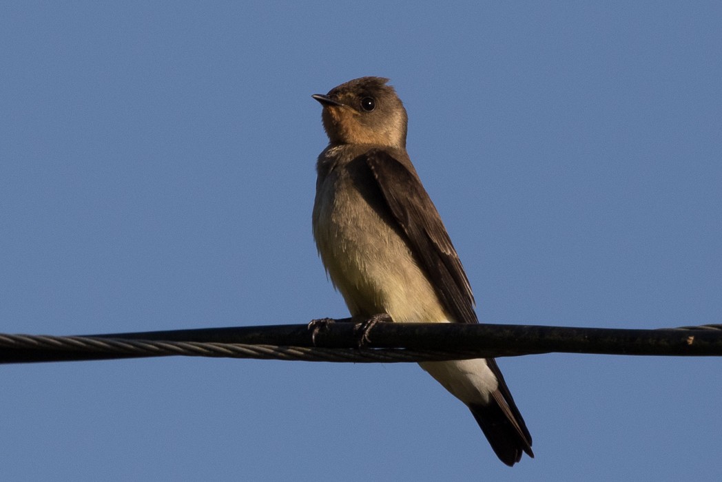 Southern Rough-winged Swallow - Silvia Faustino Linhares