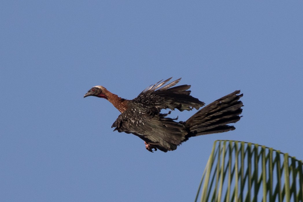 White-crested Guan - ML111098971