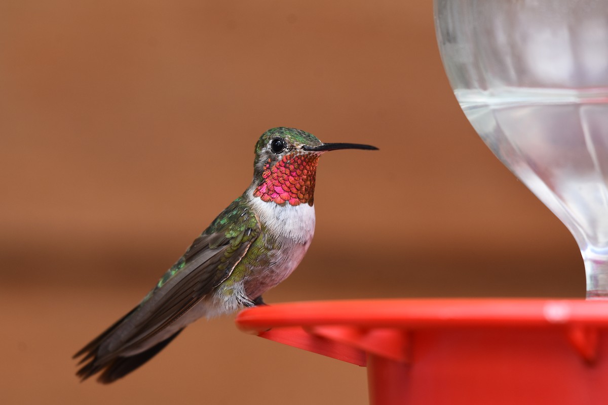 Broad-tailed Hummingbird - ML111100361