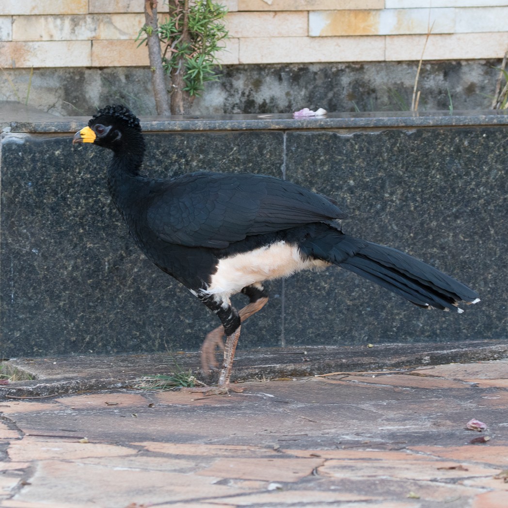 Bare-faced Curassow - ML111101261