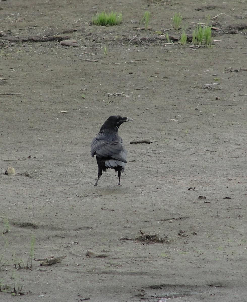 Common Raven - Isidro Montemayor