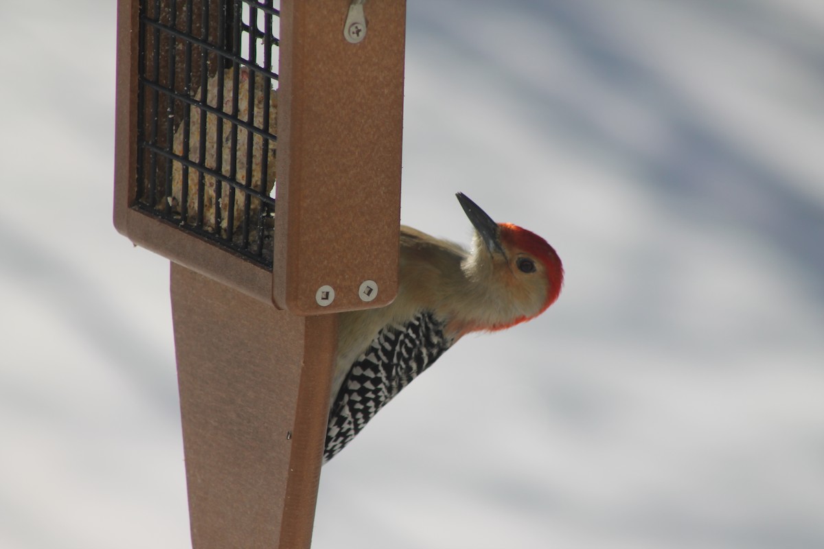 Red-bellied Woodpecker - Avery Blumenthal