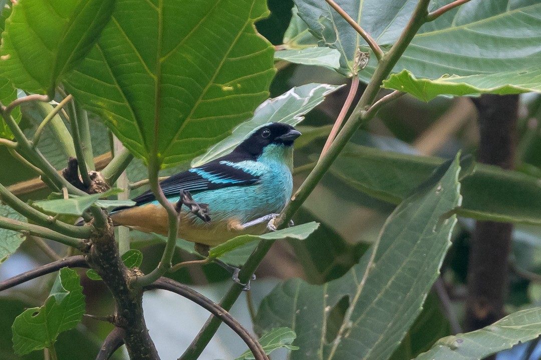 Blue-browed Tanager - ML111105521