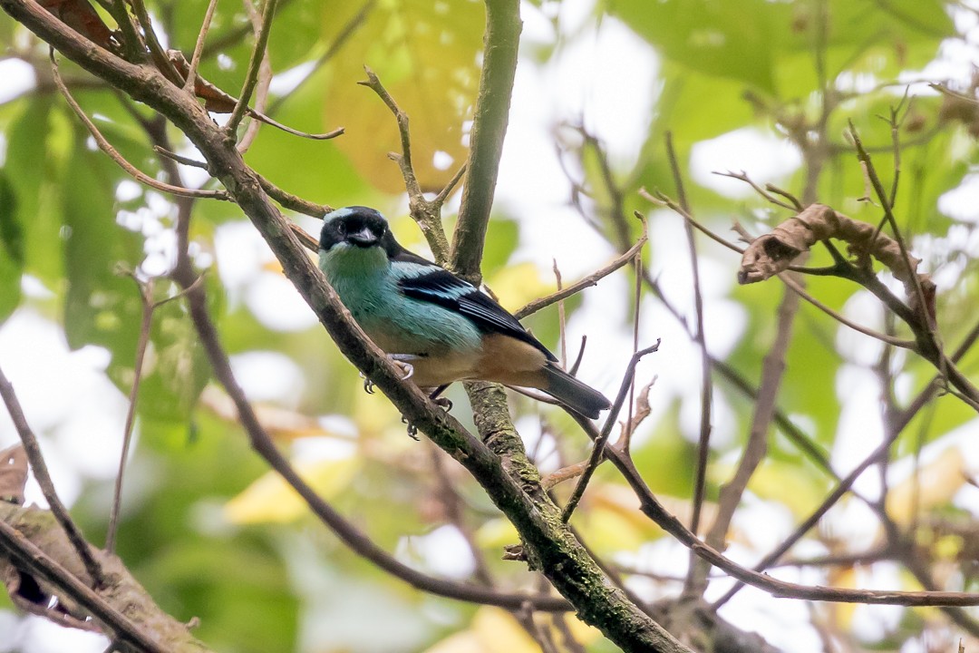 Blue-browed Tanager - ML111105531