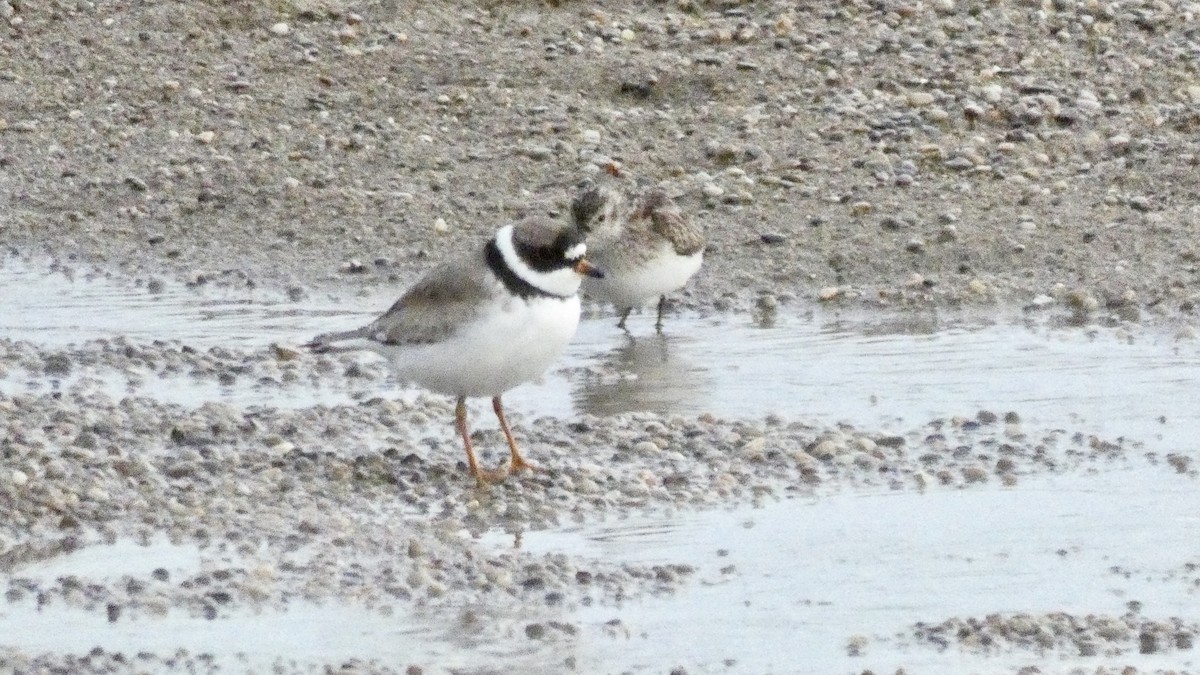 Semipalmated Plover - ML111105651