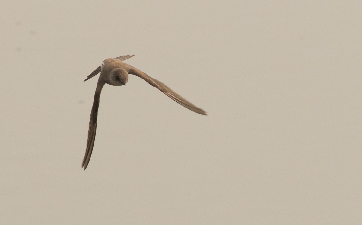 Northern Rough-winged Swallow - ML111105891